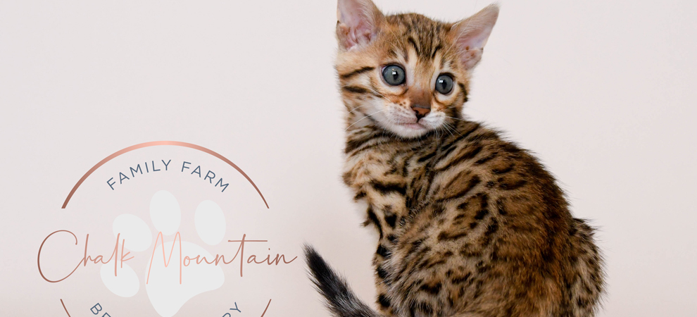 Bengal kitten for sale